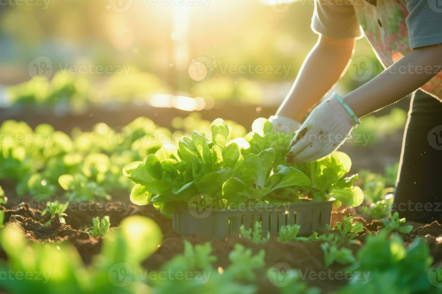 Woman hand picking lettuce in the house family salad garden, Generative AI. photo