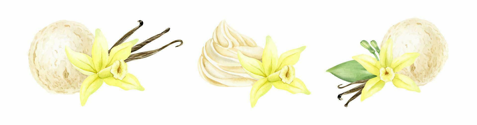 Set of vanilla ice cream ball with vanilla flower and pods. Vanilla desserts. Watercolor hand drawn illustration. Isolated. For menu, packaging design, advertising vector