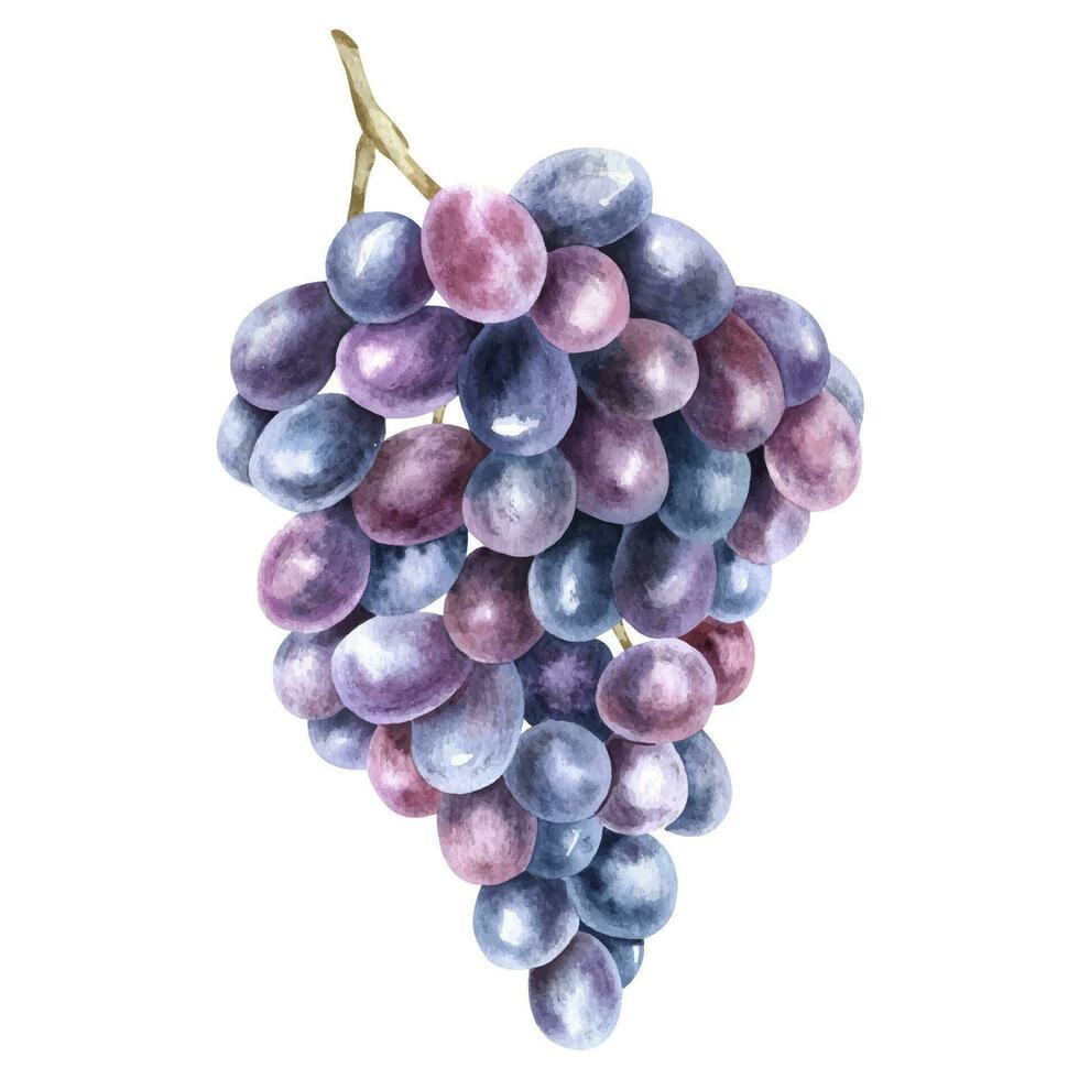 A bunch of purple grapes. Grape vine. Watercolor illustrations. Isolated. For the design of labels of wine, grape juice and cosmetics, wedding cards, stationery, greetings, wallpapers and invitations vector