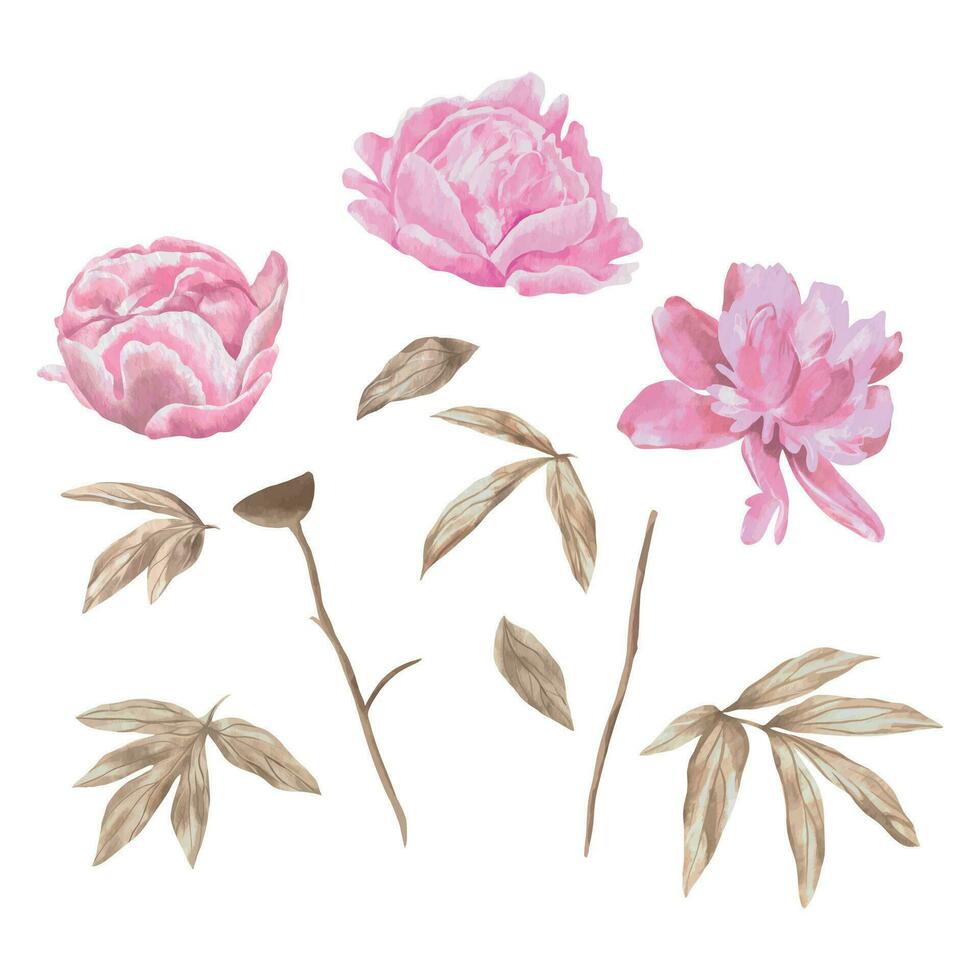 rosado peonias, flores y hojas. vector ilustración en acuarela estilo. diseño elemento para saludo tarjetas, Boda invitaciones, cubiertas, recién nacido bebé ducha, San Valentín día.