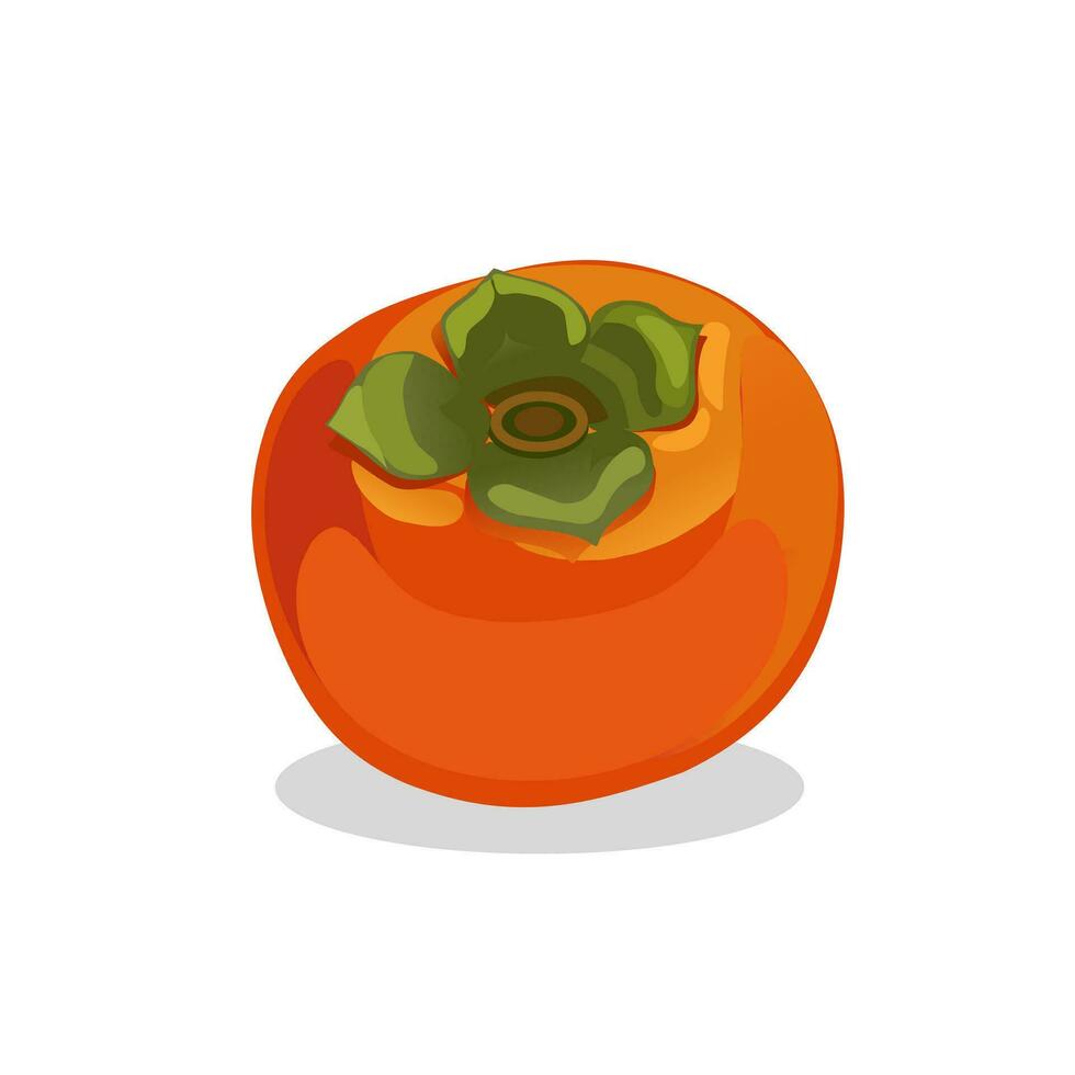 Orange persimmon fruit. Vector illustration on white background