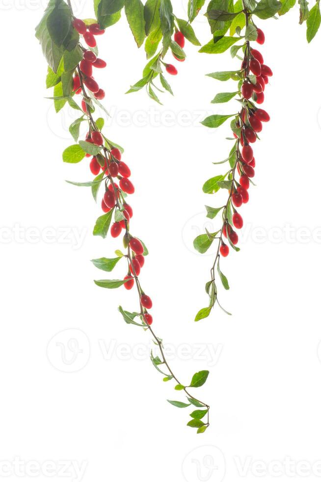 Branch with ripe red goji berry on white background photo