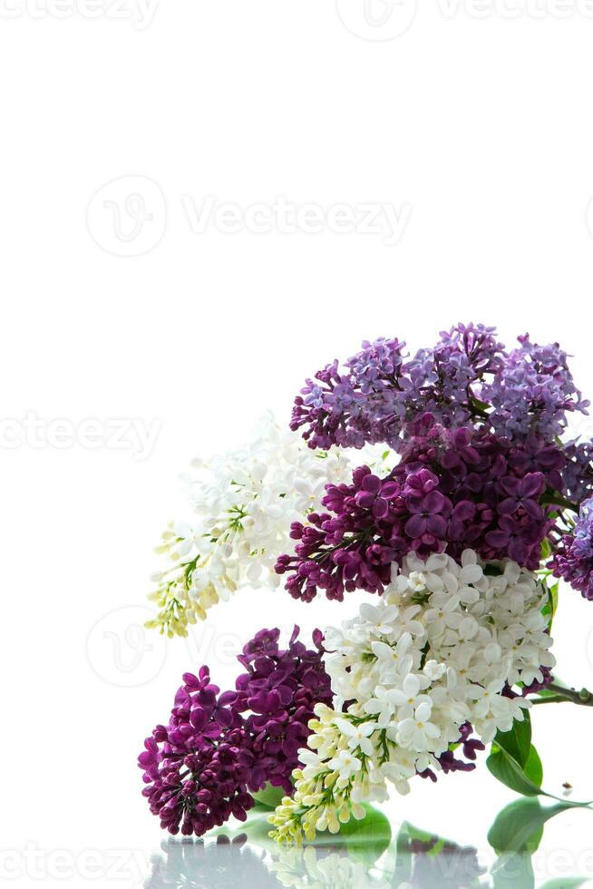 Bouquet of beautiful spring lilacs of different colors photo