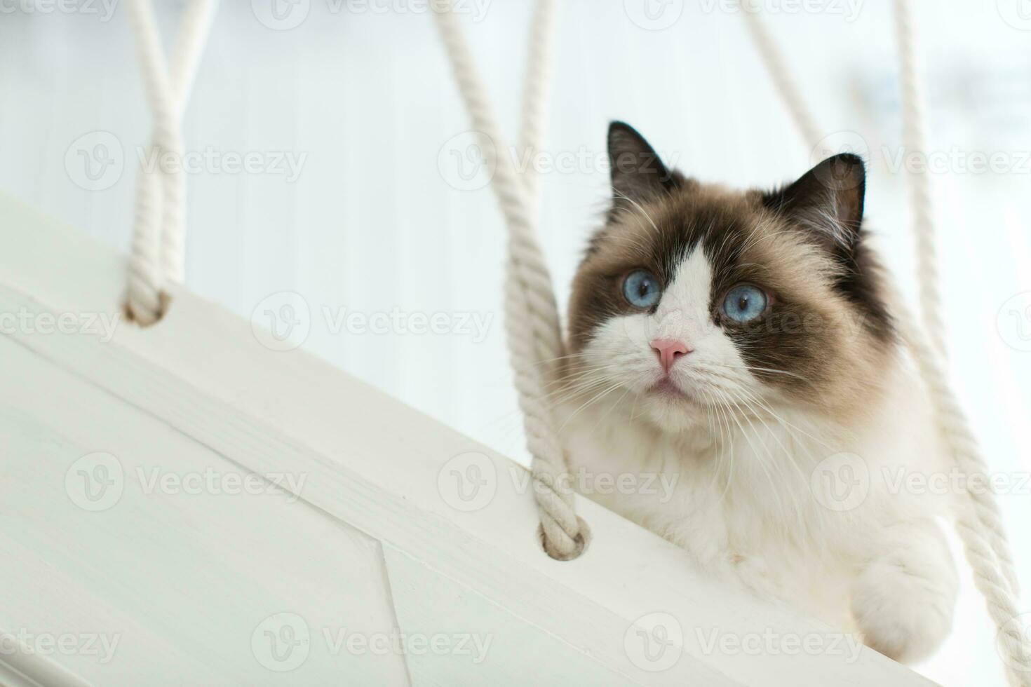 Beautiful young white purebred Ragdoll cat with blue eyes. photo
