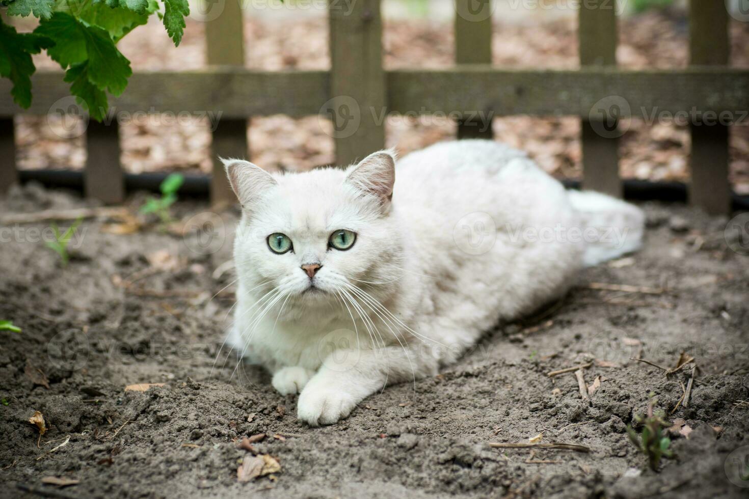 Adult cat breed Scottish chinchilla of light gray color, walks outdoors photo