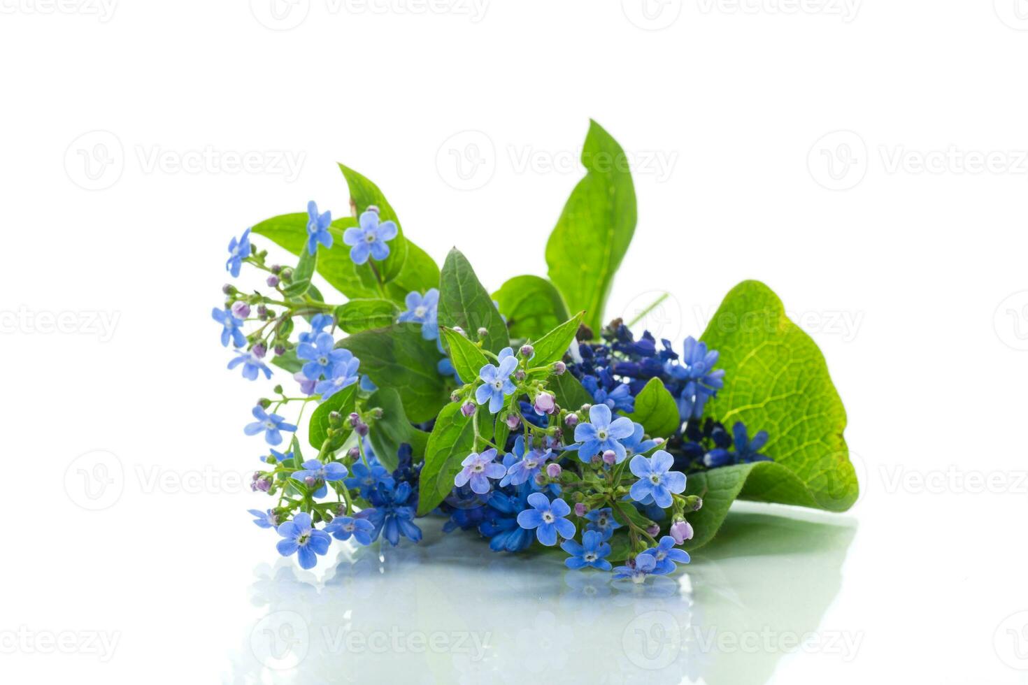 small blue forget-me-not flowers on white background photo