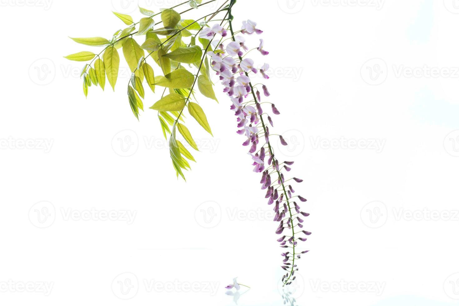 Branch of beautiful spring blooming Wisteria, isolated on white photo