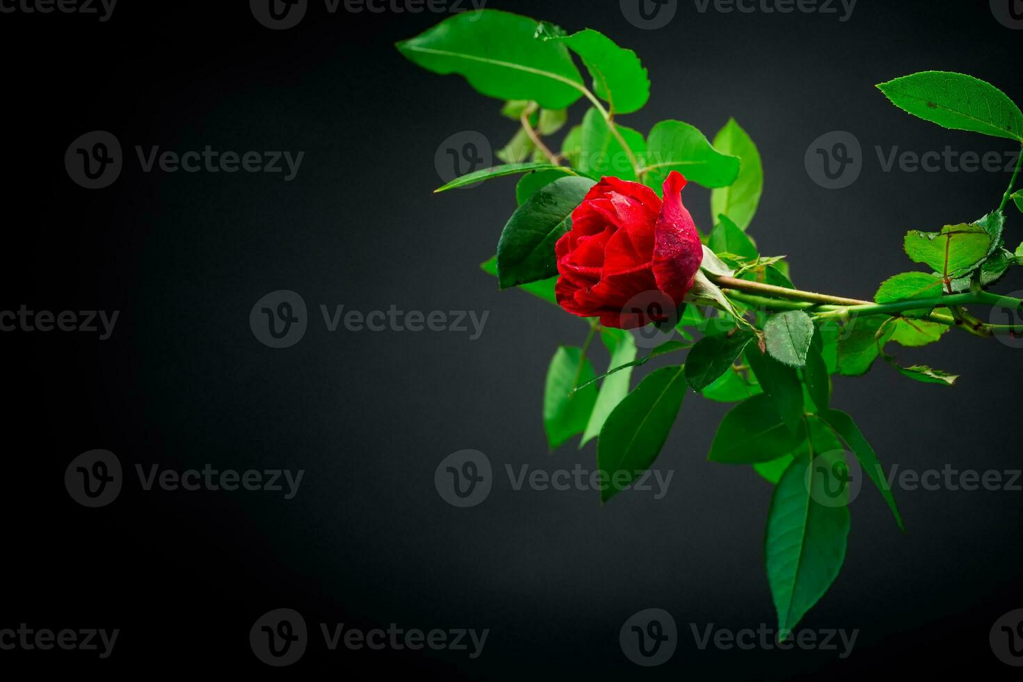 Red rose on a branch with foliage on a black background. photo