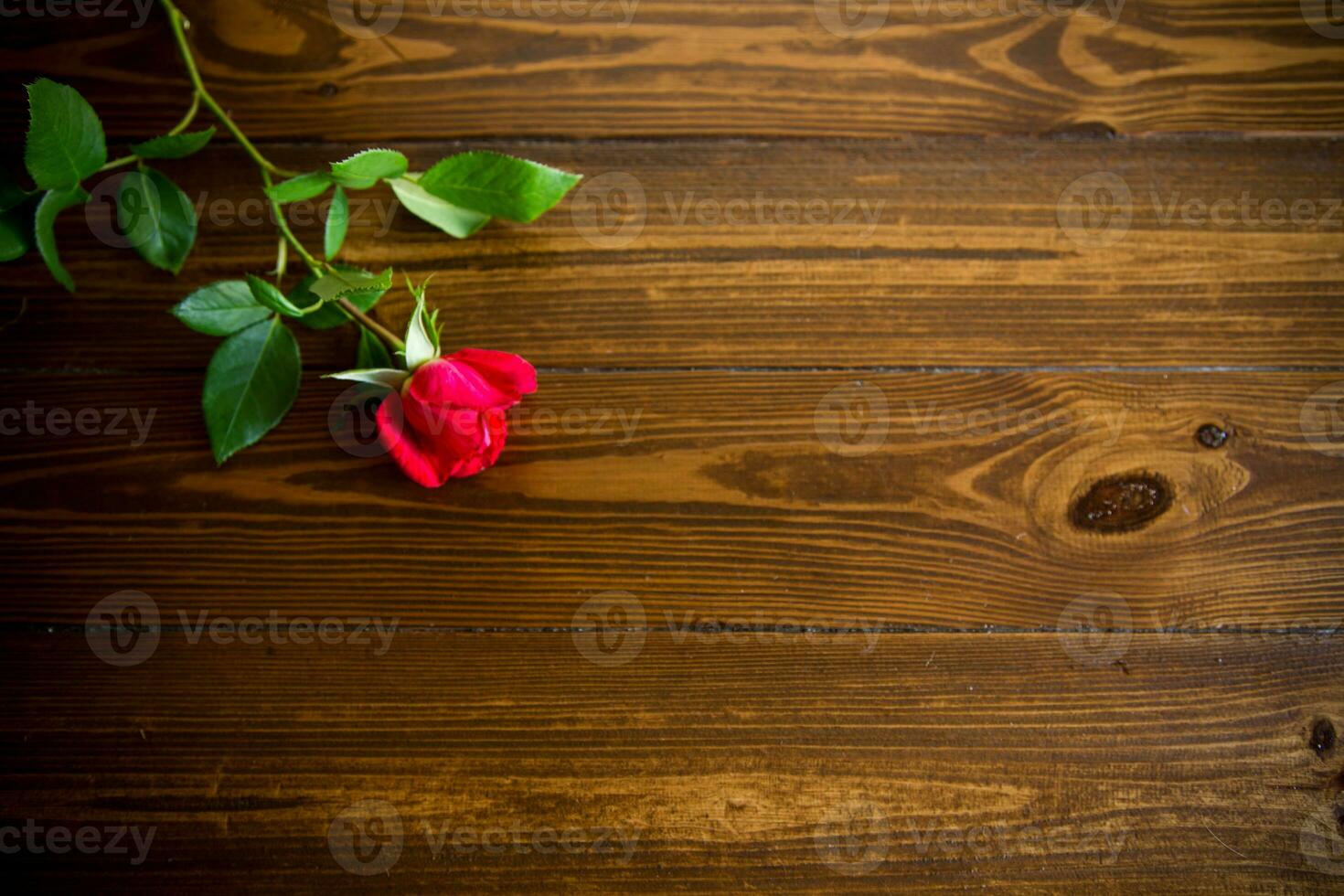 one red beautiful blooming rose on a wooden table photo