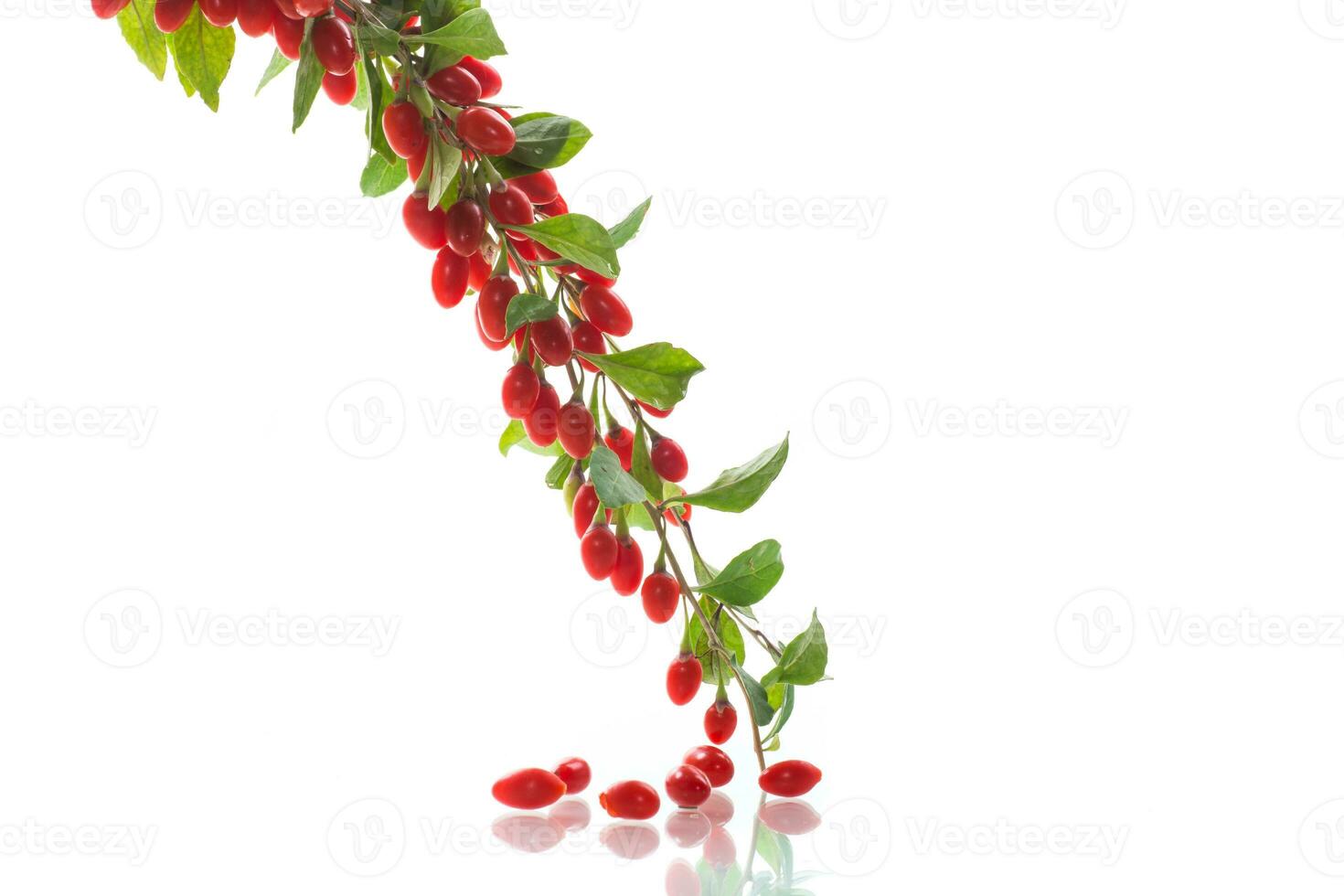rama con maduro rojo goji baya en blanco antecedentes foto