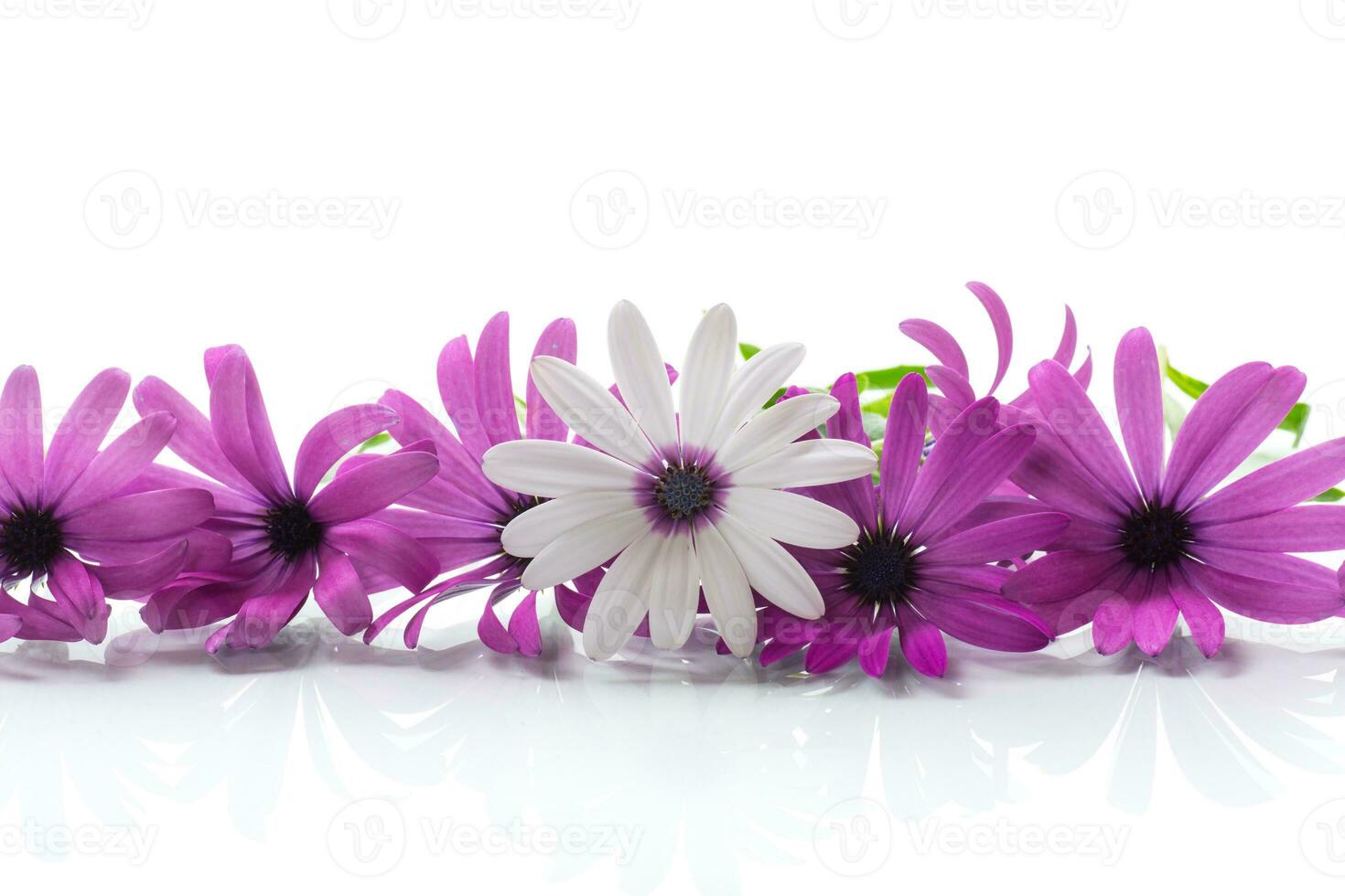 hermosa blanco y púrpura osteospermum flores en blanco antecedentes foto