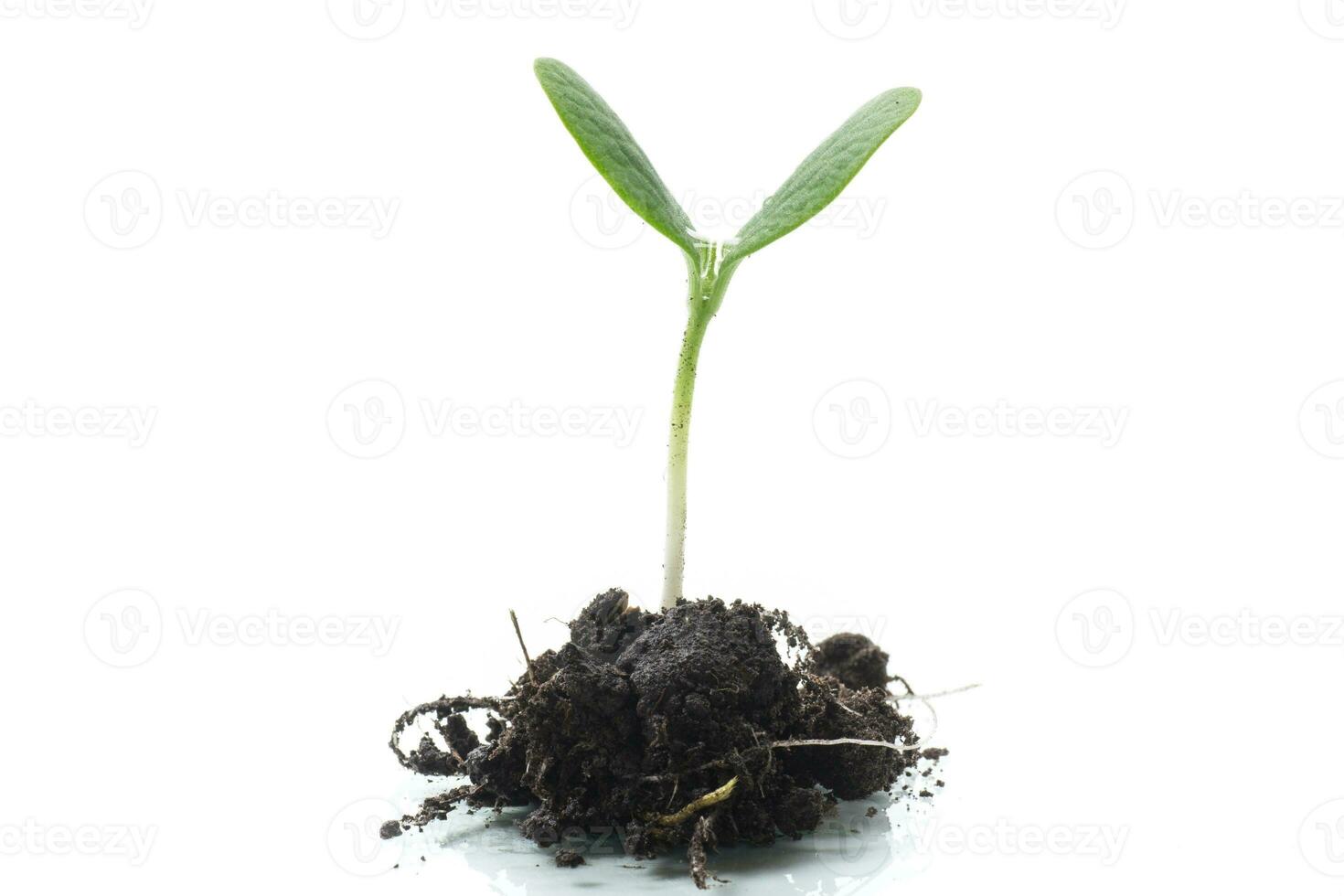 Green sprouts growing from soil on white background photo