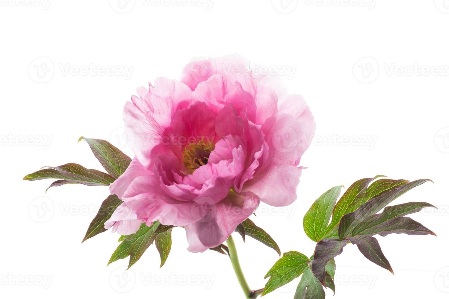 beautiful pink big tree peony flower on white background photo
