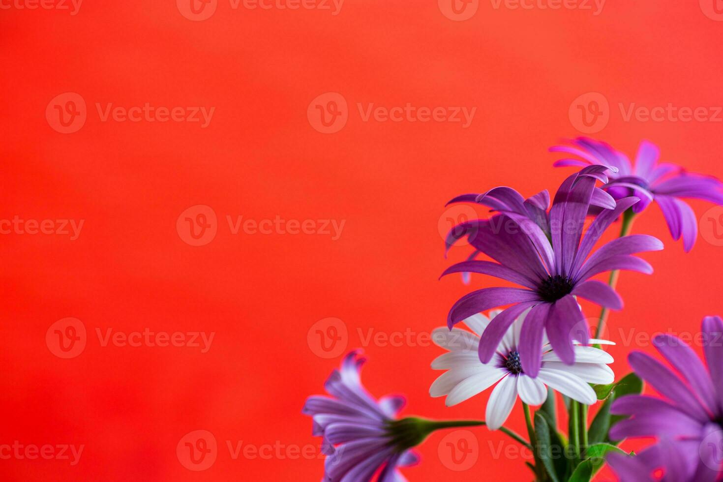 Beautiful white and purple Osteospermum flowers on red background photo