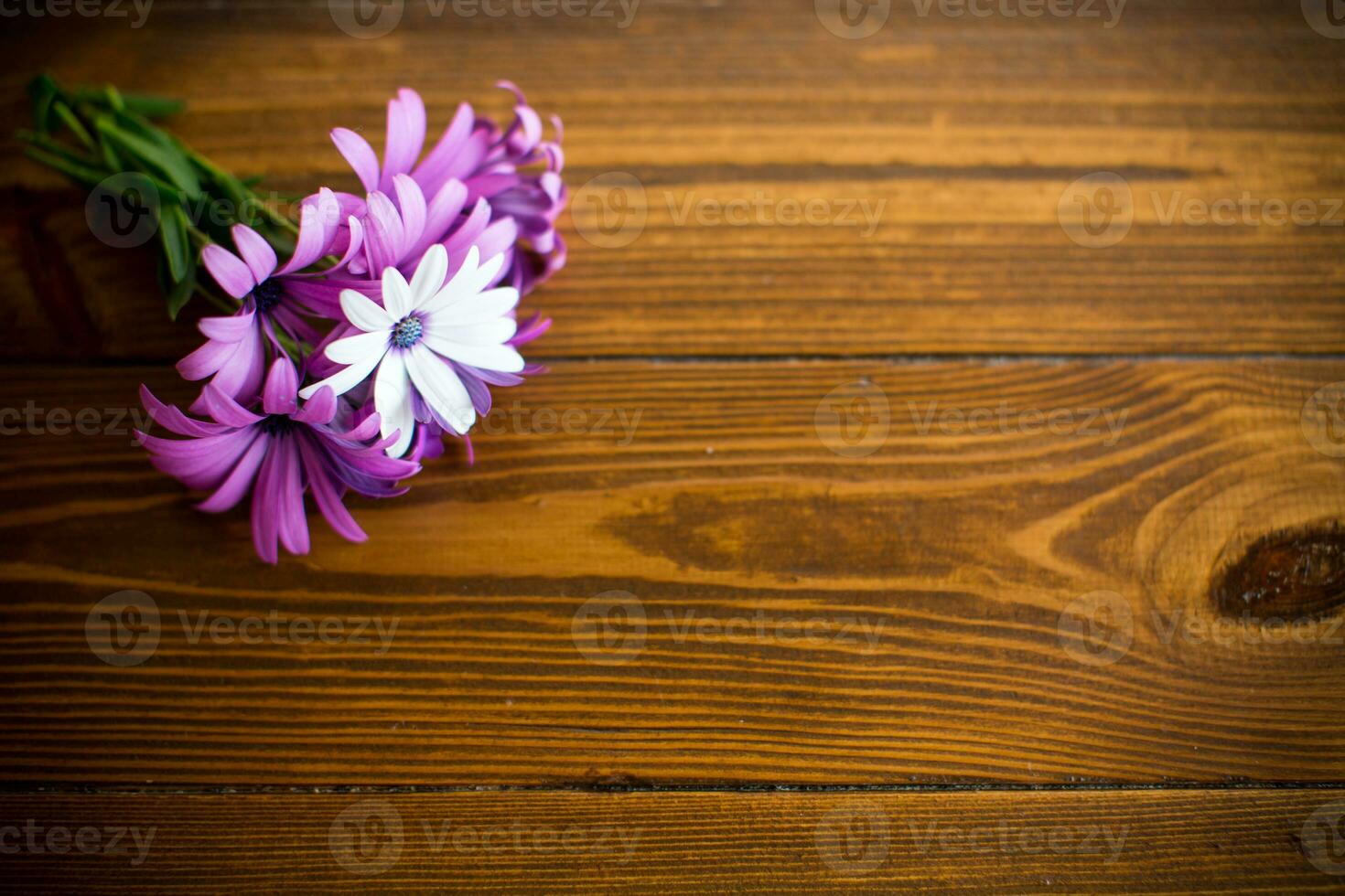 Beautiful white and purple Osteospermum flowers on a wooden photo