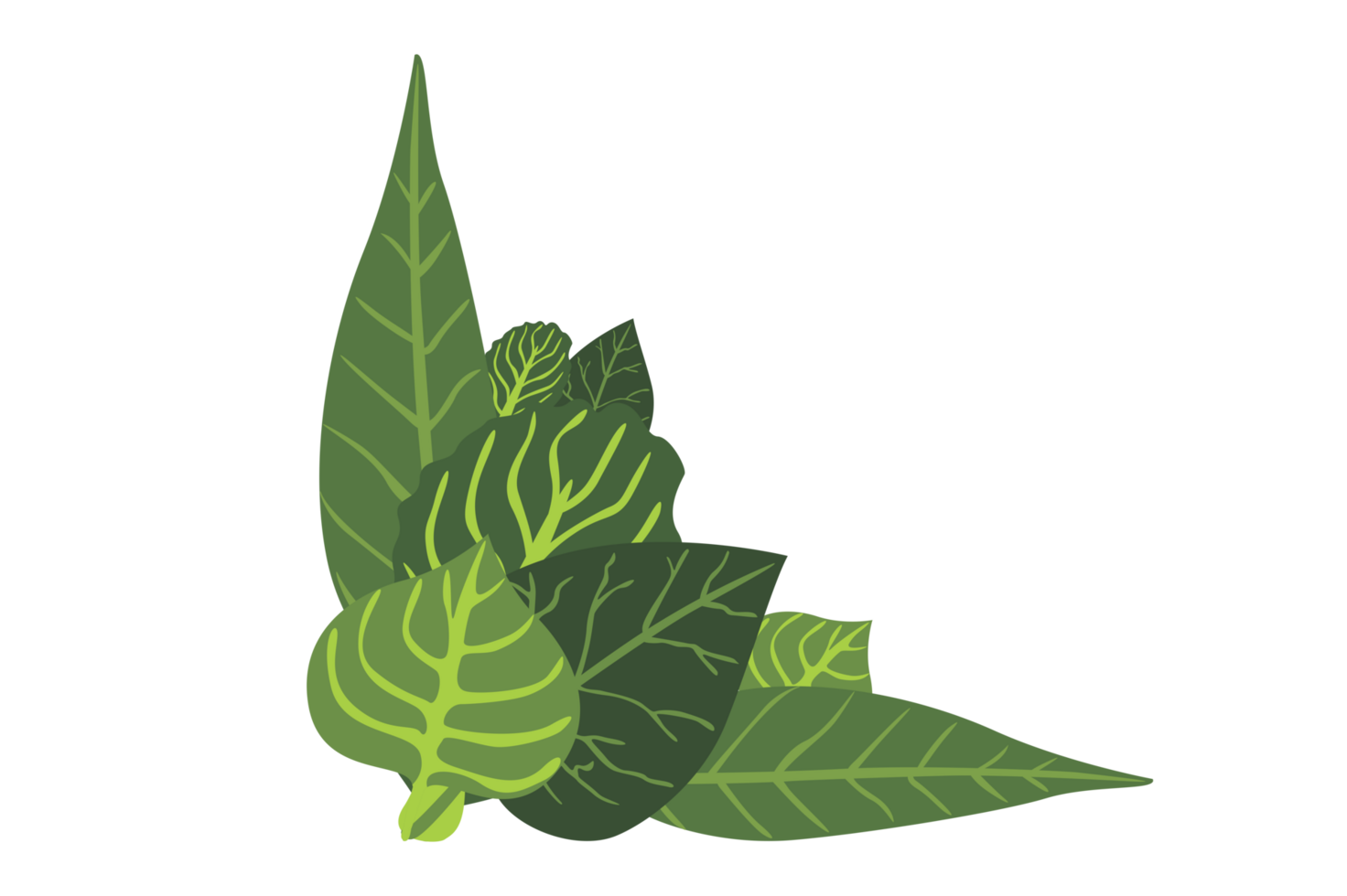 Flora Ornament Border With Design With Transparent Background png