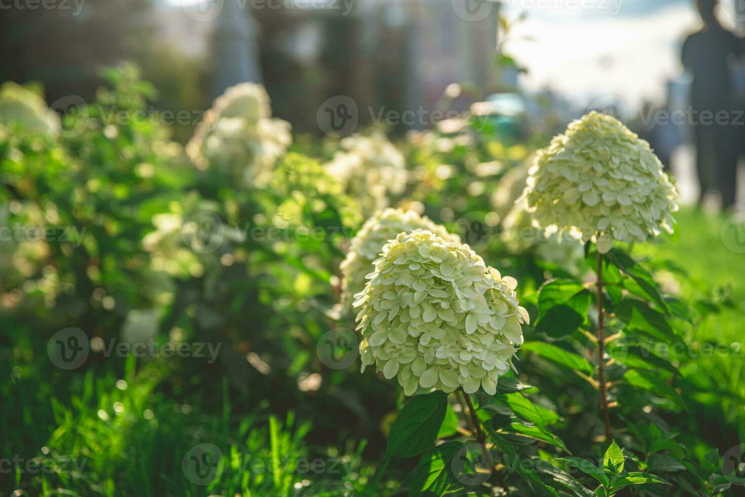Beautiful green white blooming hydrangeas photo
