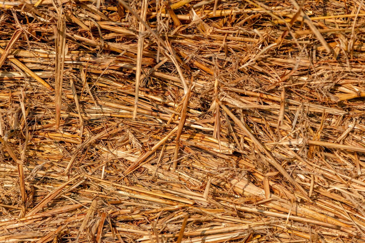 natural background, texture. mowed hay photo