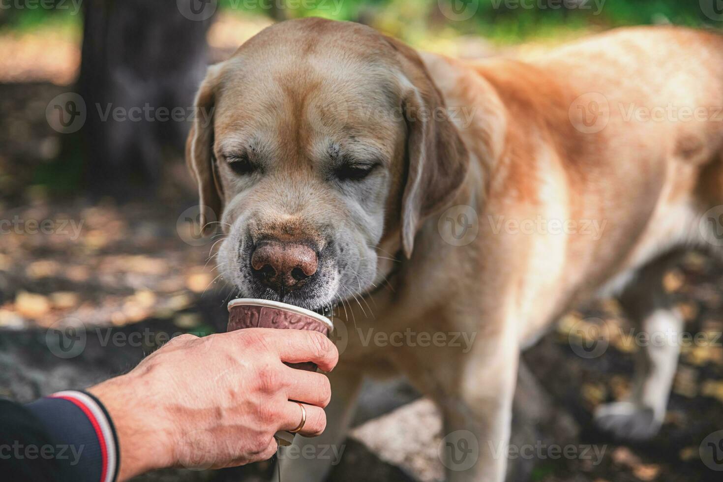 Labrador drinking water from a paper cup during a hike photo