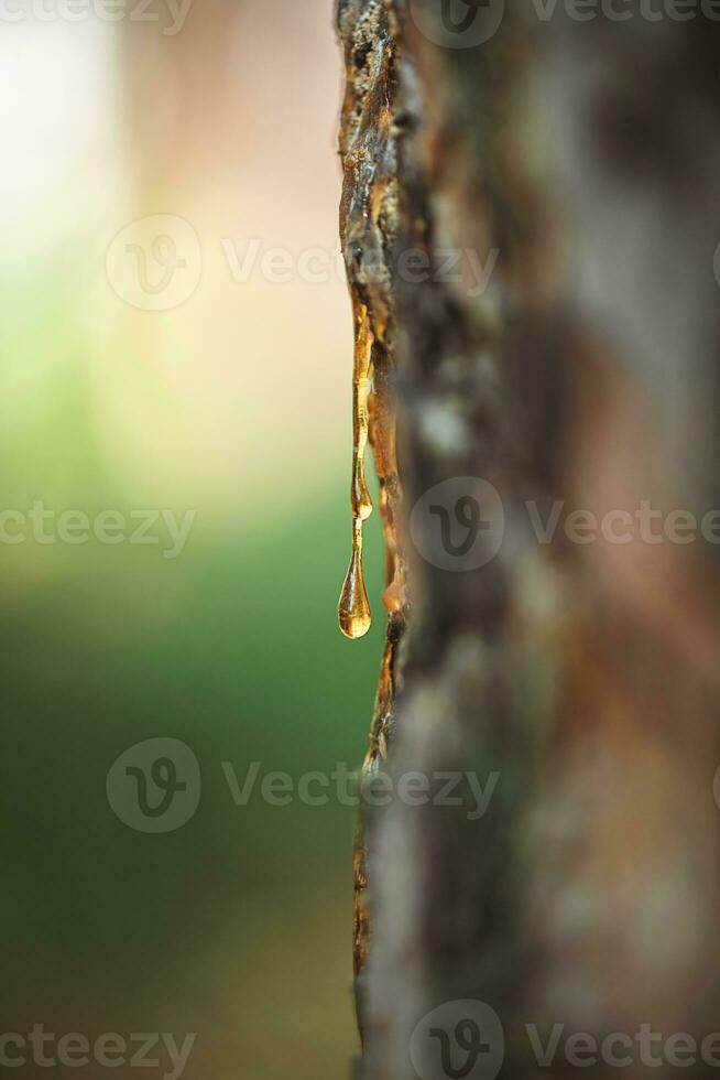 natural antecedentes. un hermosa soltar de resina en un pino árbol foto