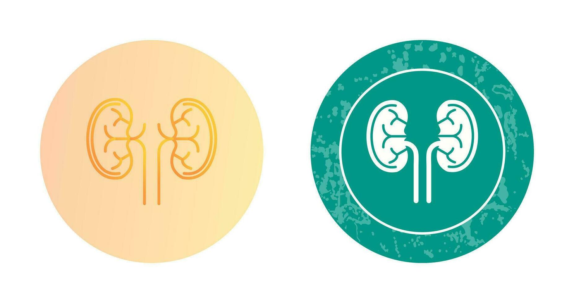 Kidney Vector Icon