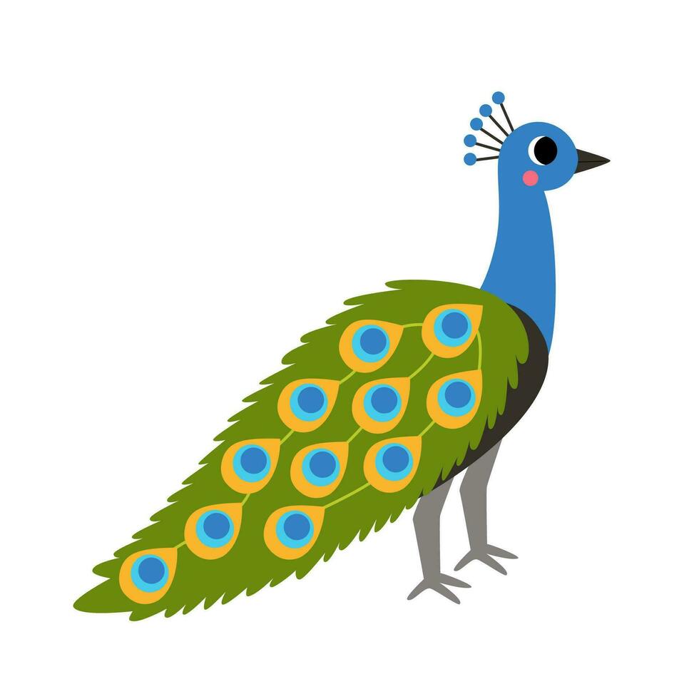 Vector illustration of cute peafowl bird isolated on white background.