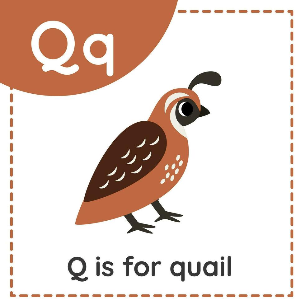 Learning English alphabet for kids. Letter Q. Cute cartoon quail. vector