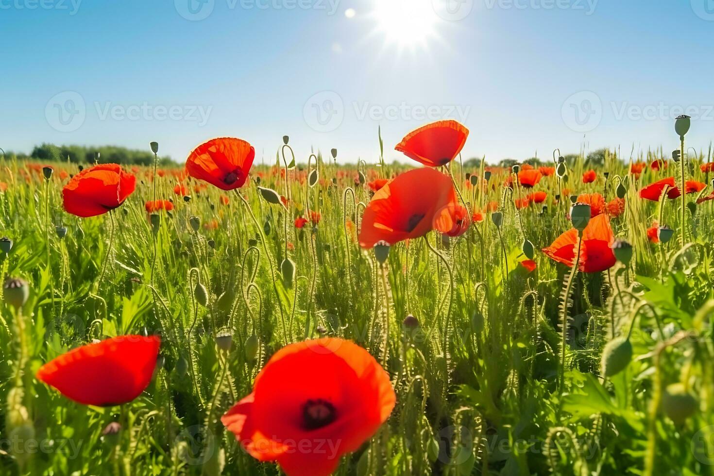 Beautiful field of red poppies in the sunset light. Neural network AI generated photo