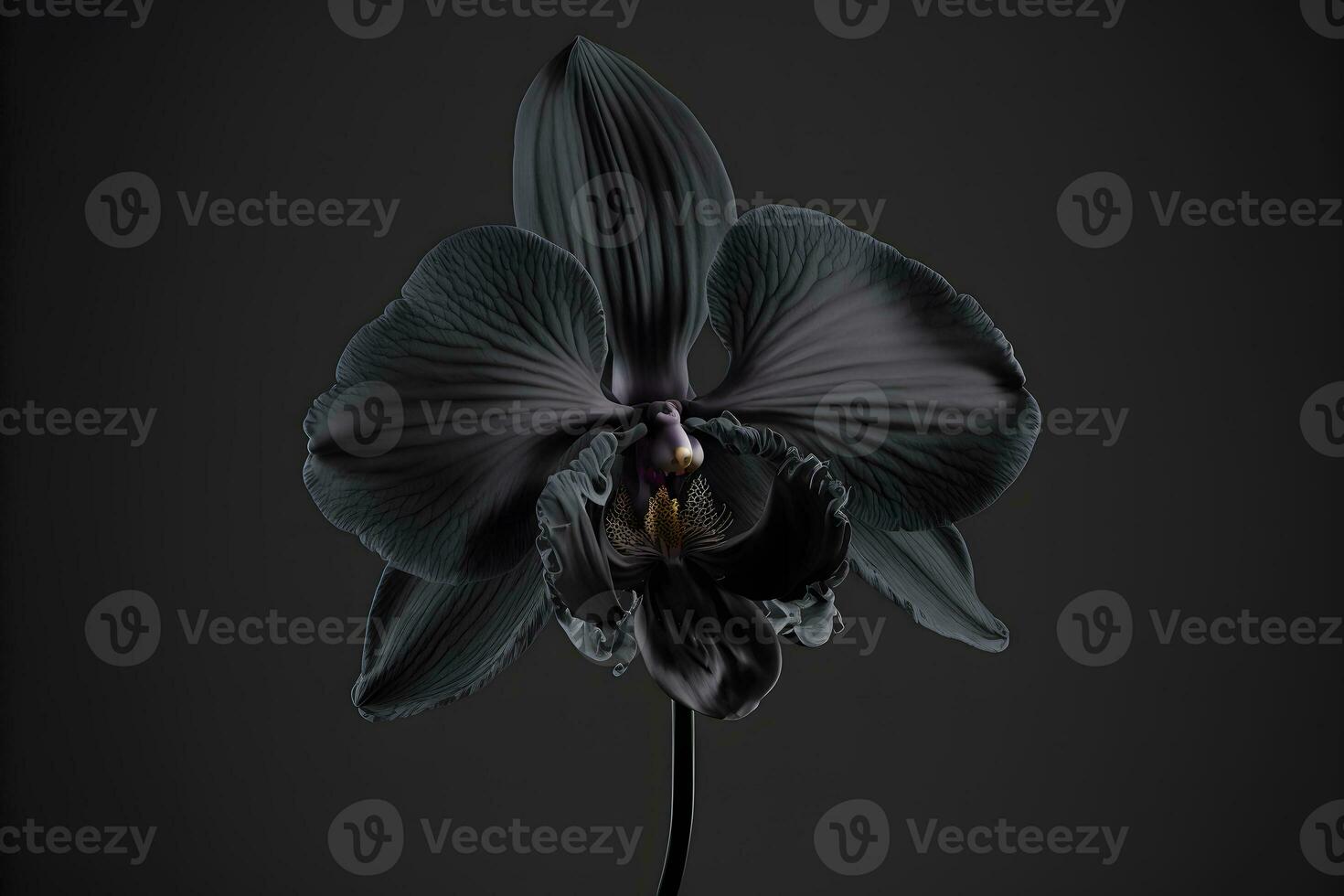 Rare blooming large black orchid of genus Big Lip phalaenopsis flowers isolated on dark black background. Neural network generated art photo