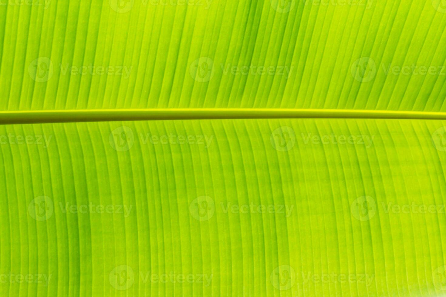 textura antecedentes de iluminar desde el fondo Fresco verde hoja foto