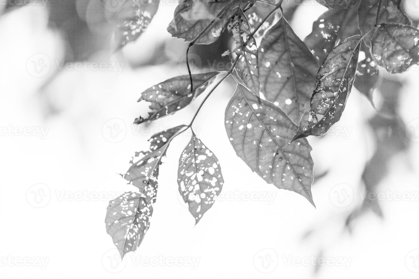 black and white Leaf with holes, eaten by pests photo