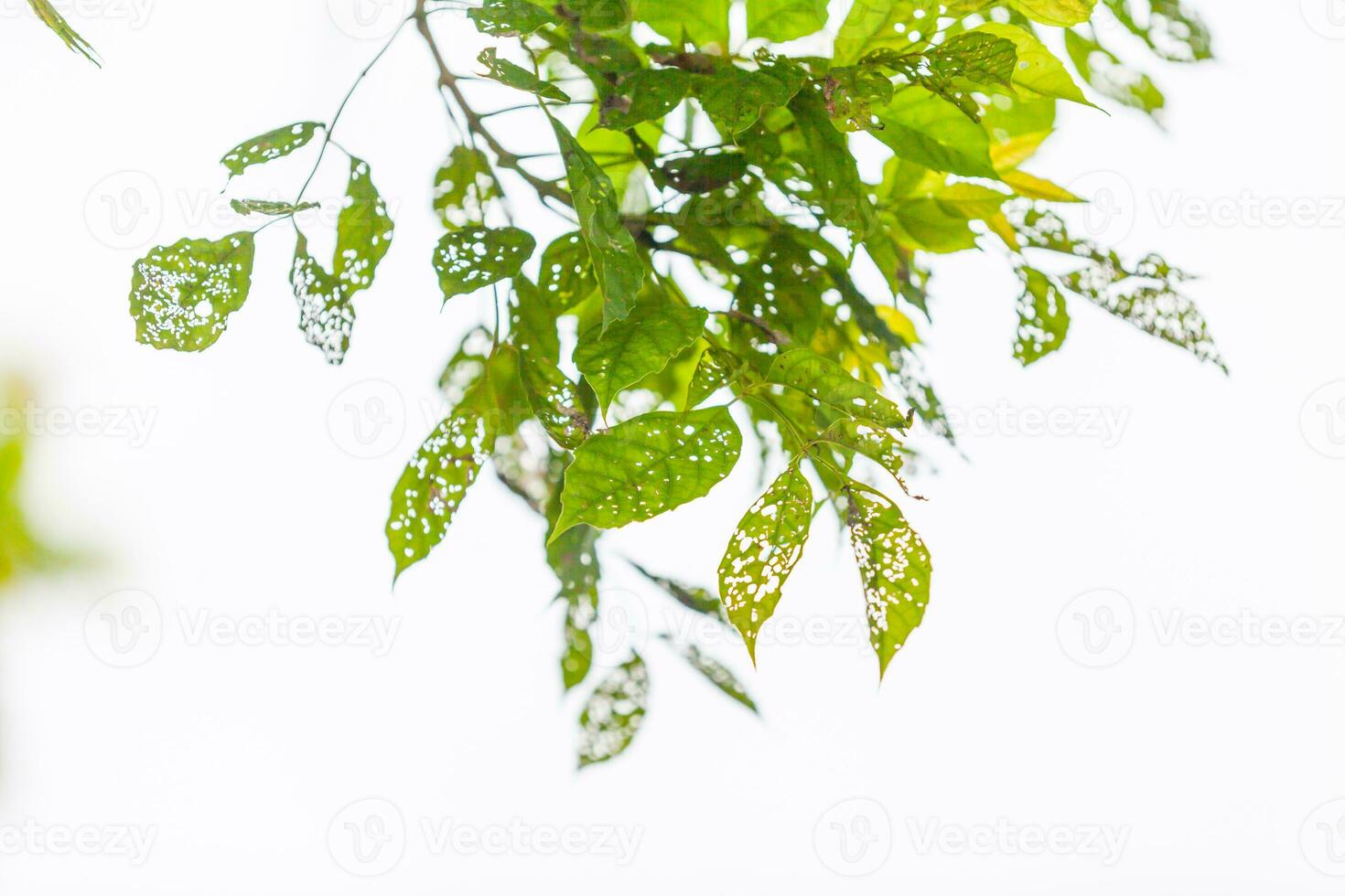 Leaf with holes, eaten by pests photo