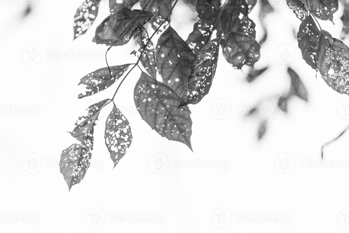 black and white Leaf with holes, eaten by pests photo