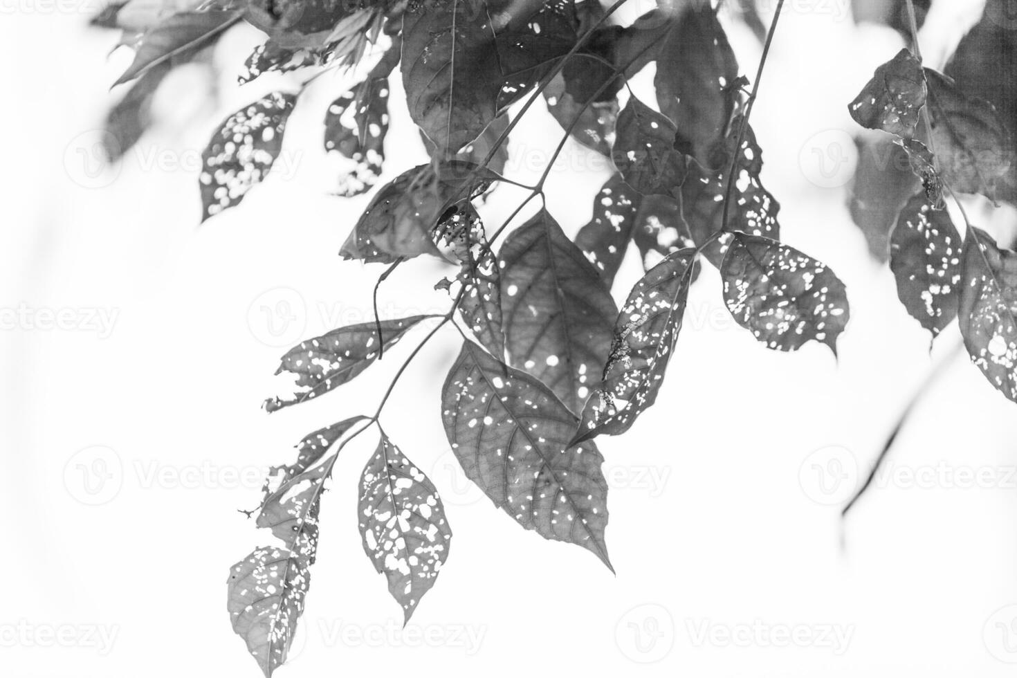 black and white Leaf with holes, eaten by pests photo