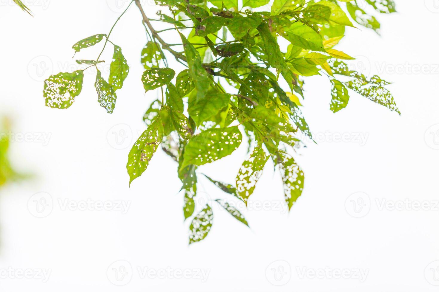 Leaf with holes, eaten by pests photo