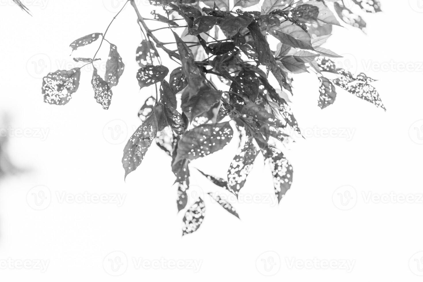 black and white Leaf with holes, eaten by pests photo