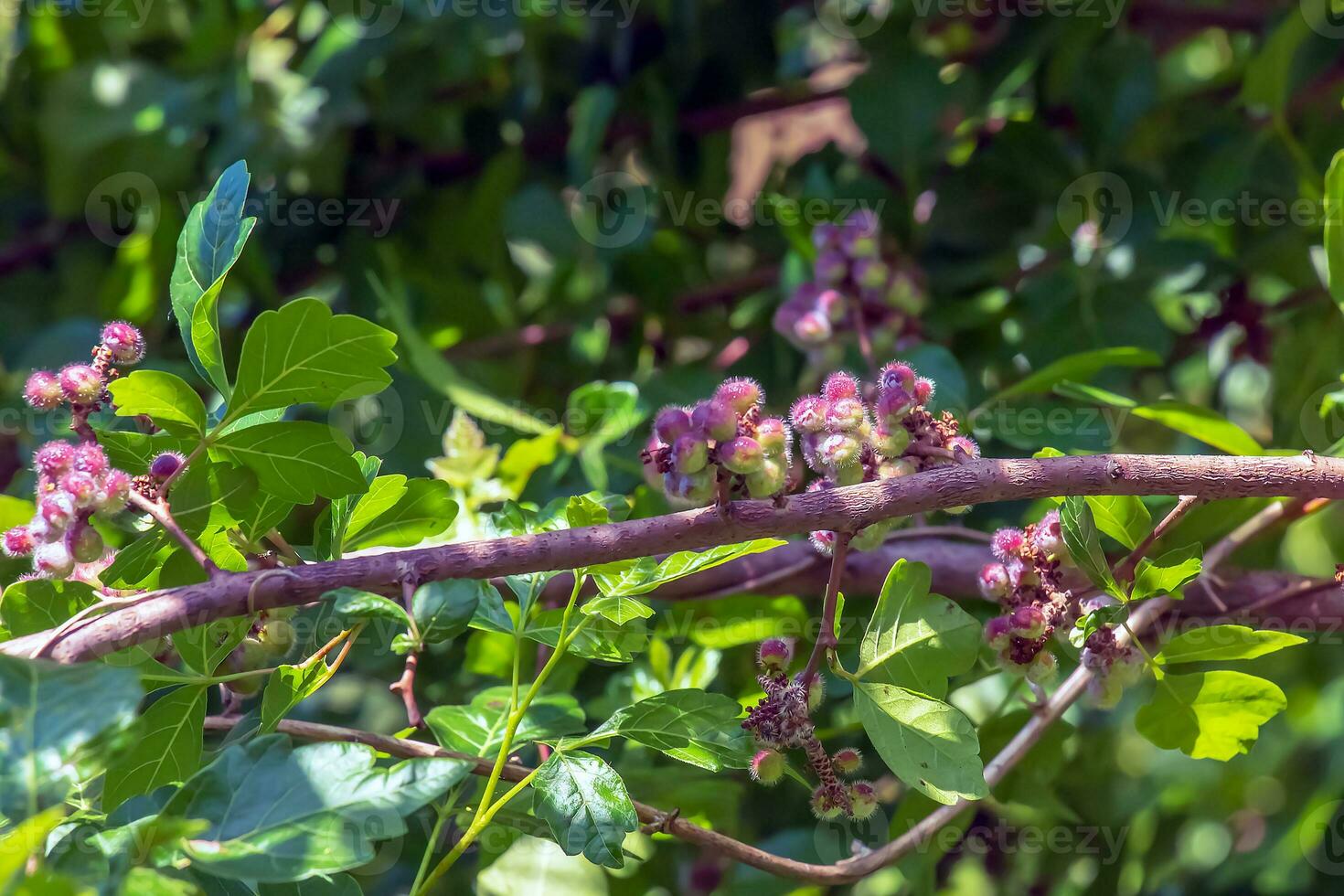 Closeup of fragrant sumac in summer. Latin name Rhus Aromatica. Sumac