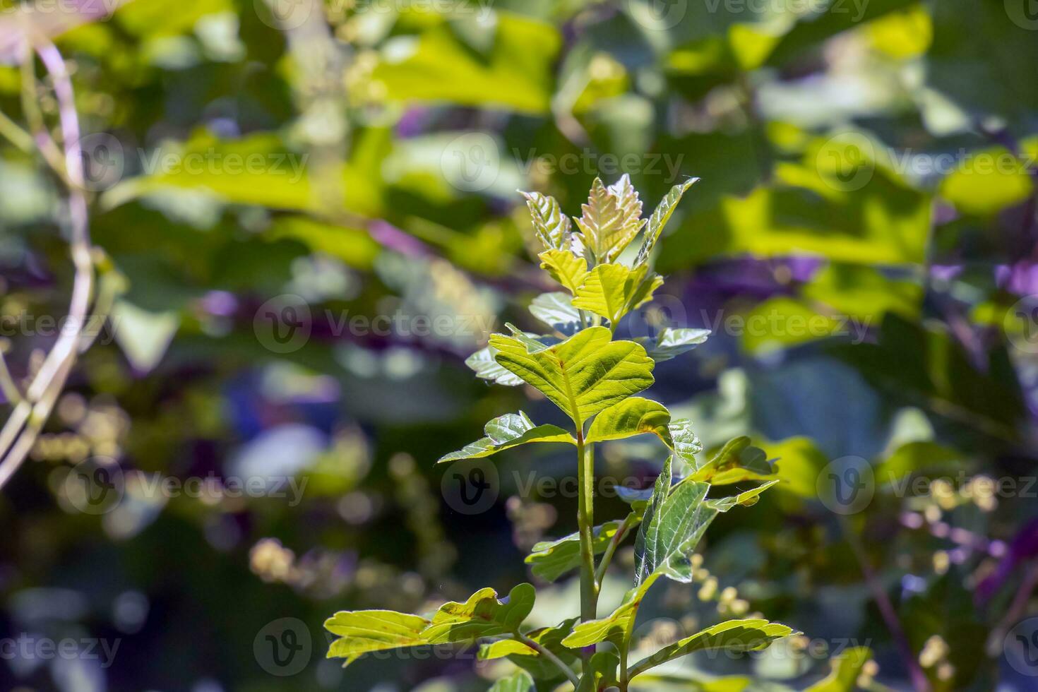 Close-up of fragrant sumac in summer. Latin name Rhus Aromatica. Sumac grows in subtropical and temperate regions around the world. photo