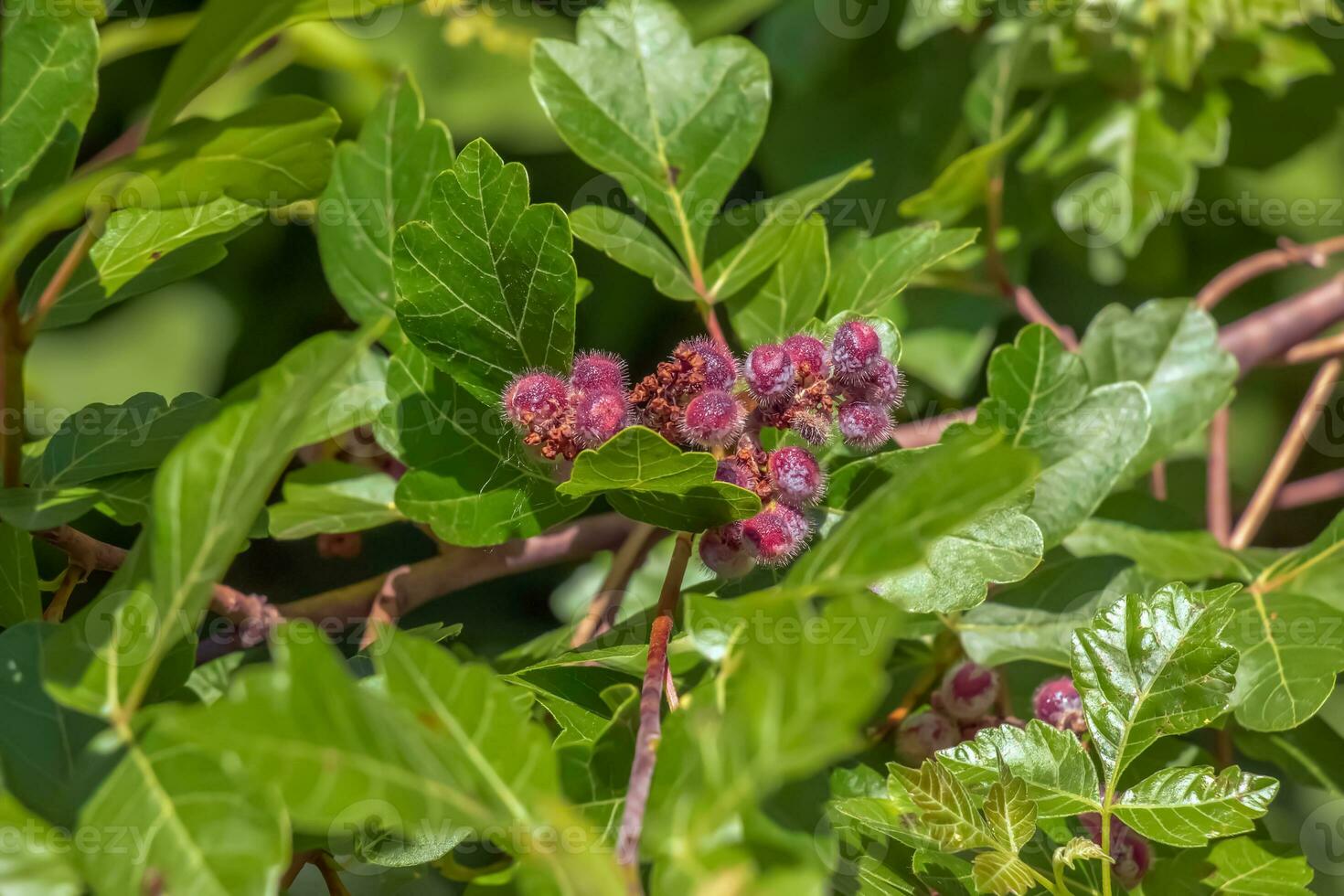 Closeup of fragrant sumac in summer. Latin name Rhus Aromatica. Sumac