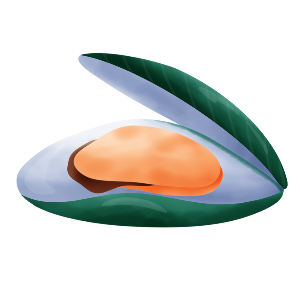 Cute mussel cartoon drawing png