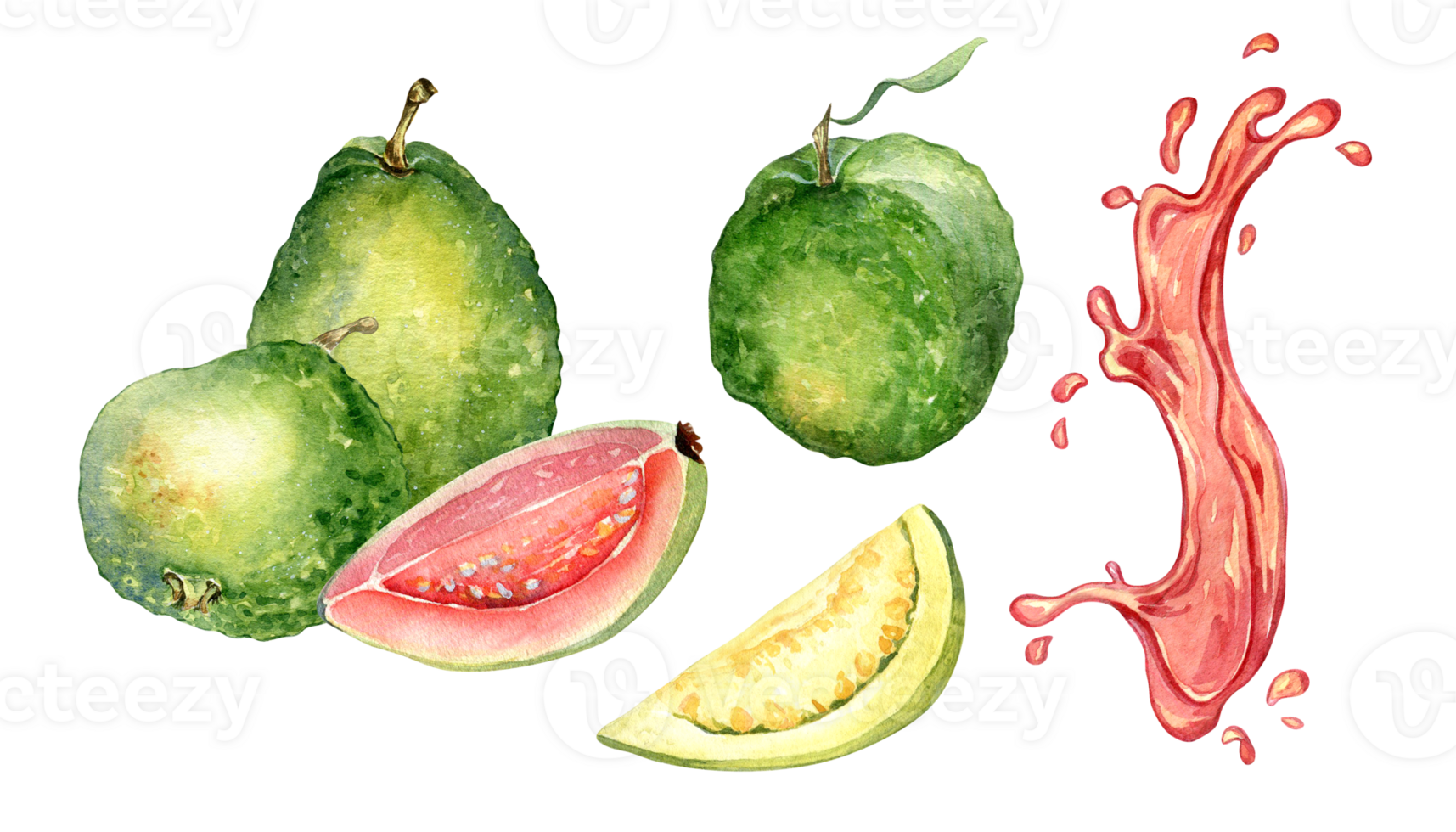 Whole guavas and slices, juice pink splash watercolor illustration. Tropical fruit, red spot, drop guajava hand drawn. Design for wrapping, packaging, label, ingredient. png