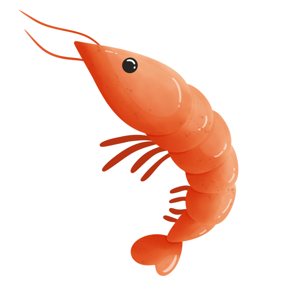 Cute shrimp cartoon drawing png