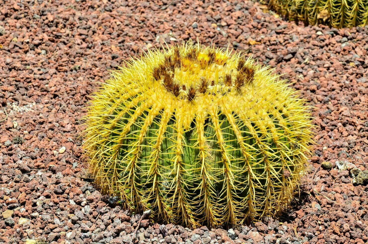 a cactus plant with yellow flowers in the desert 33856343 Stock Photo