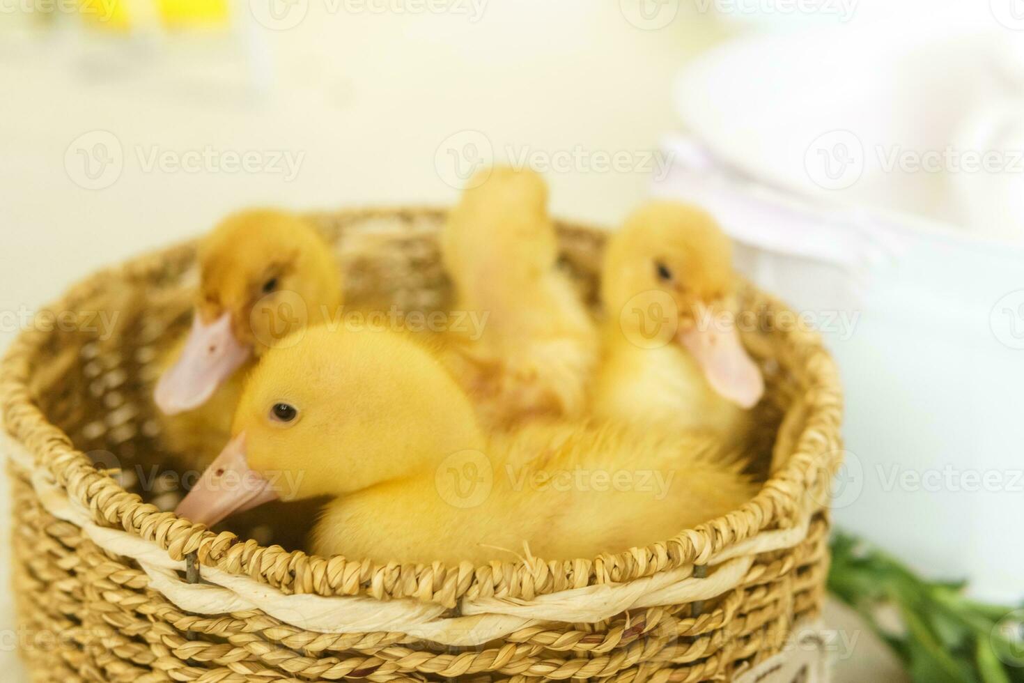 Live yellow ducks in a wicker basket made of matting close-up. the concept of raising animals on a farm. photo