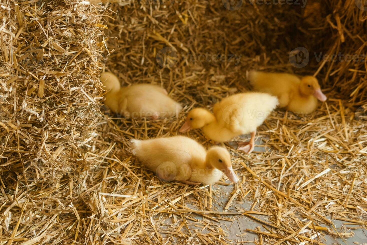 Live yellow ducks next to fresh hay close-up. the concept of raising animals on a farm. photo