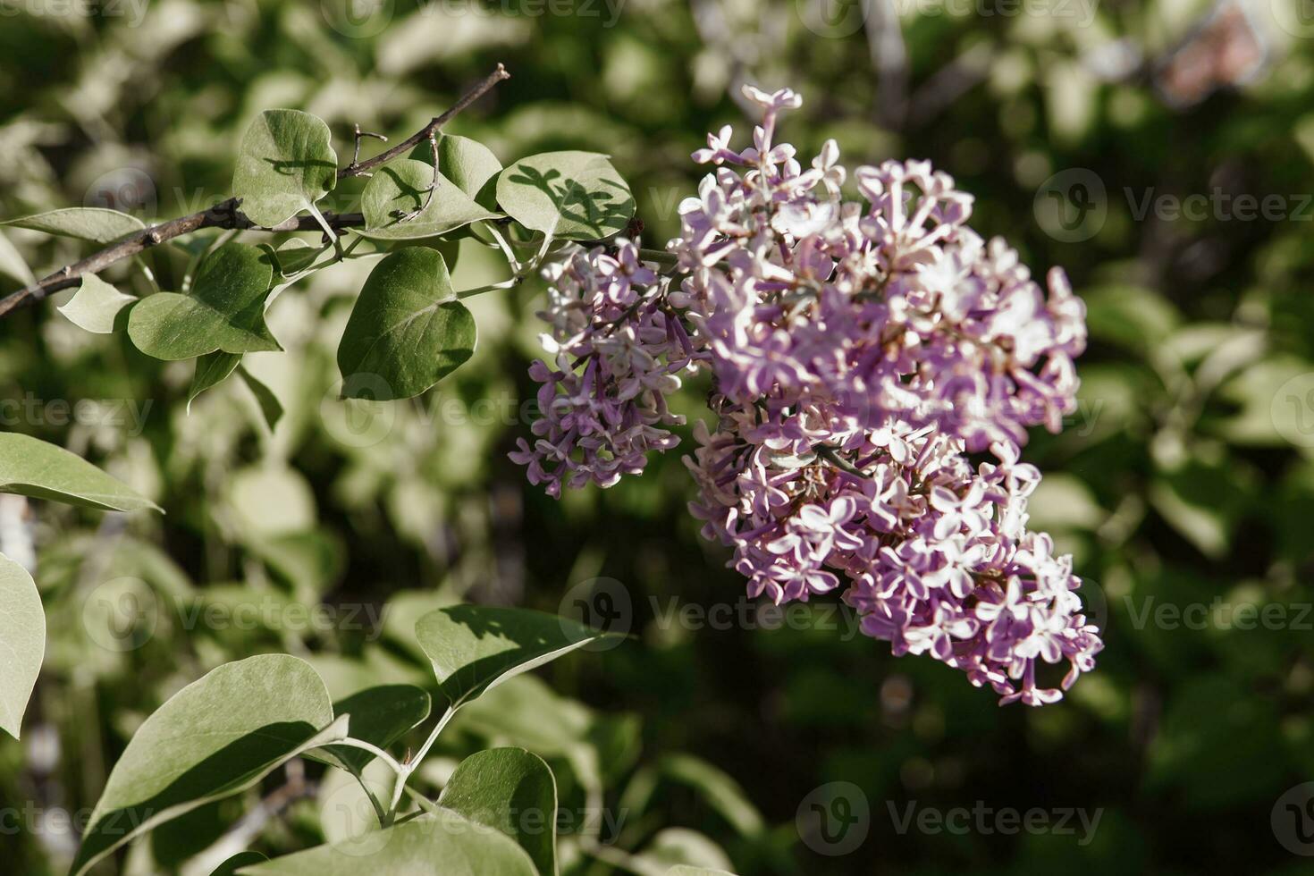 Lilac flowers on a green lilac bush close-up. Spring concert. Lilac garden. photo