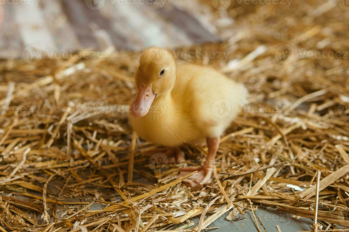 Live yellow ducks next to fresh hay close-up. the concept of raising animals on a farm. photo