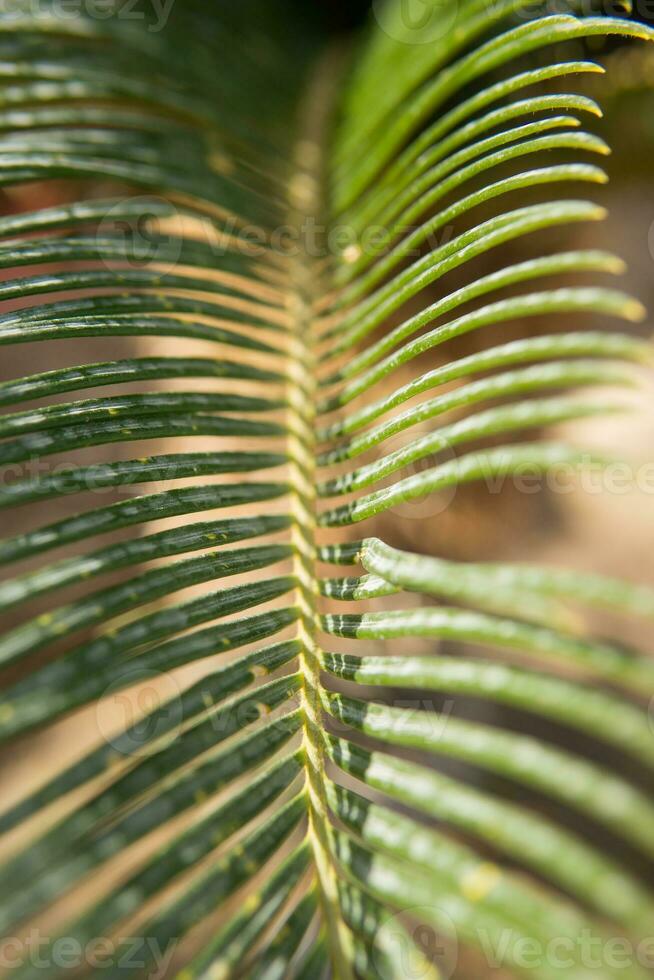 Green palm leaves, natural background. photo