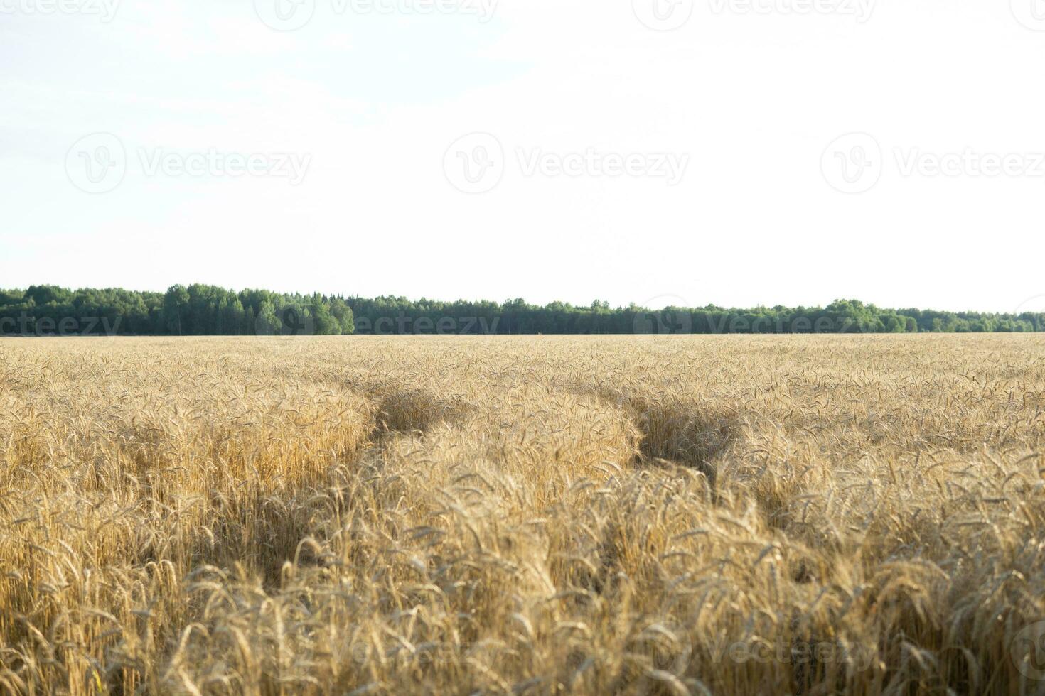 Ears of wheat growing in the field. The concept of harvesting. photo