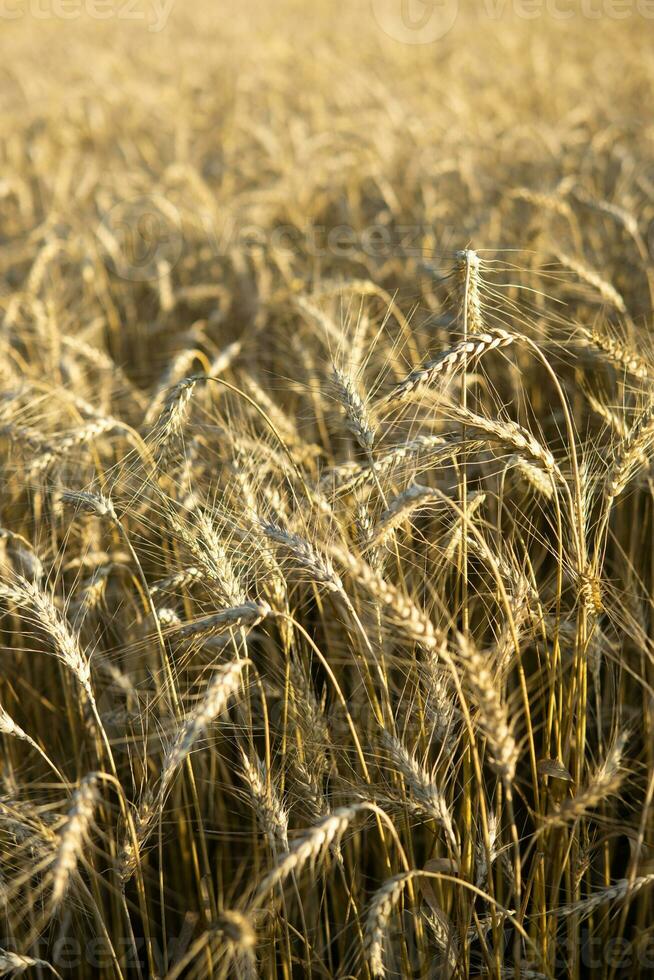 Ears of wheat growing in the field. The concept of harvesting. photo